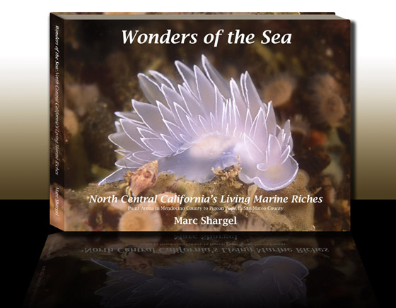 Wonders of the Sea: North Central California's Living Marine Riches