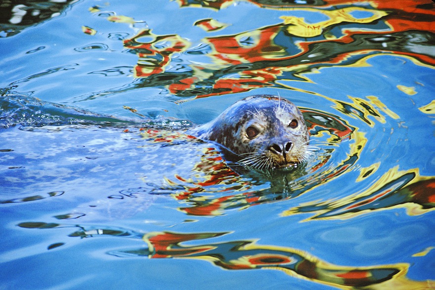 Harbor seal in reflected color.
