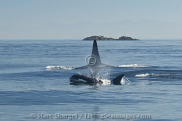 Orcas surfacing, British Columbia.