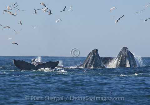 Five Humpback whales.