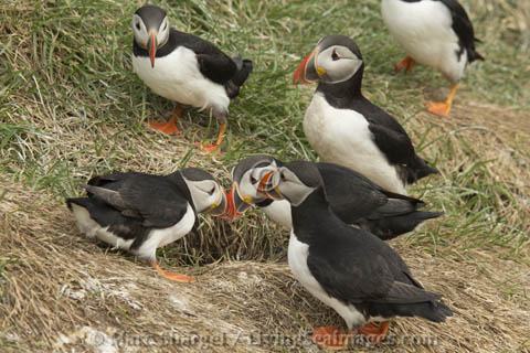 Cluster of adult Puffins.
