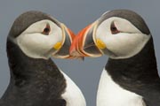 A pair of Atlantic Puffins