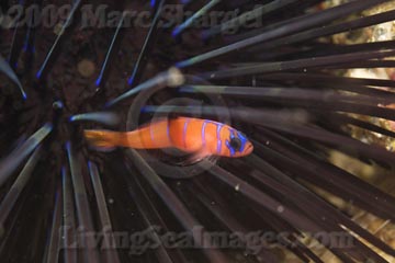 Blue-Banded Goby