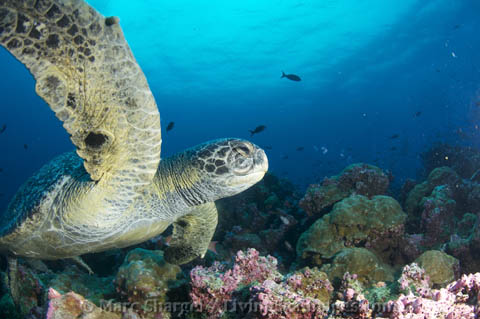 Green Sea turtle at Darwin's Arch