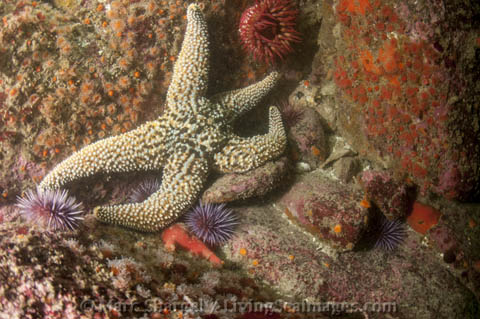 Urchins are unafraid of this sea star.